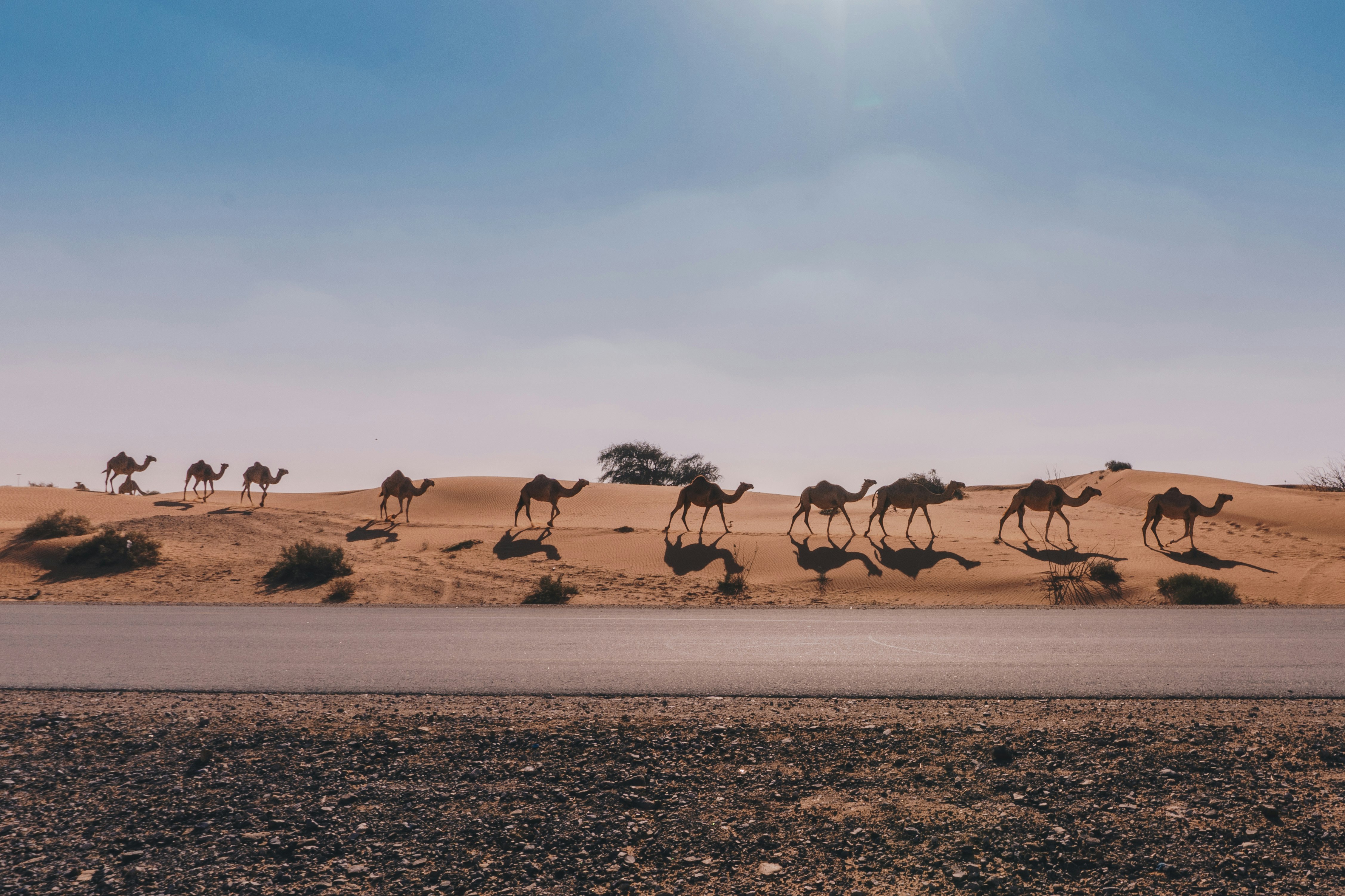 camel walking on the desert